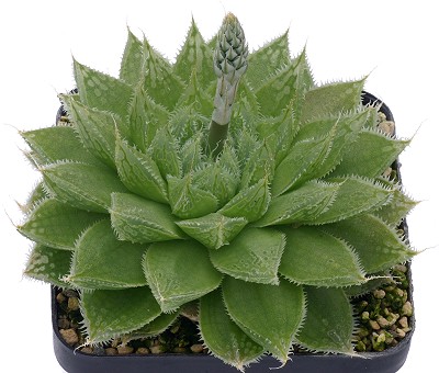 Haworthia globosiflora