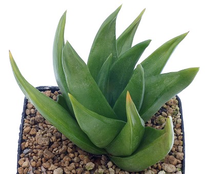 Haworthia starkiana