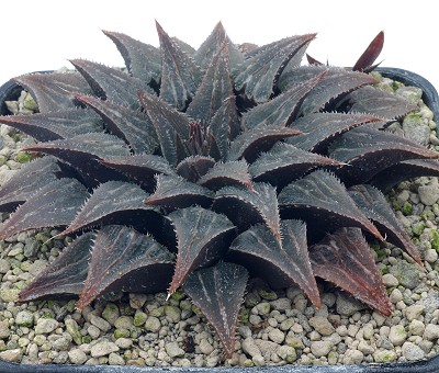 Haworthia wimii