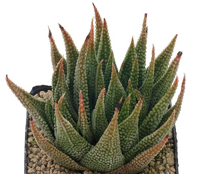 Haworthia opalina