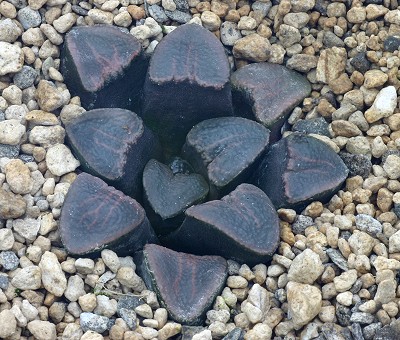 Haworthia bruynsii