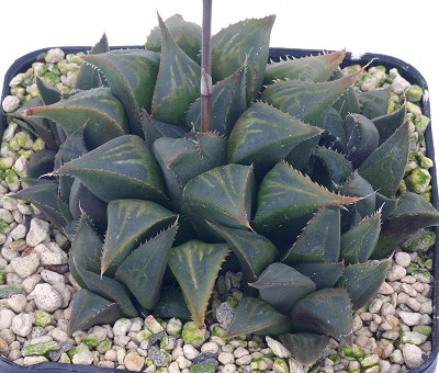 剑寿(Haworthia mirabilis var.mirabilis)