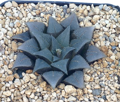 莫瑞莎(Haworthia mirabilis var.maraisii)