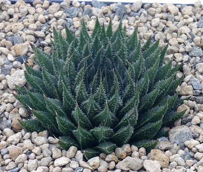 Haworthia archeri