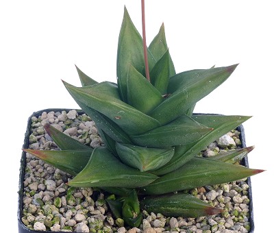 Haworthia pungens