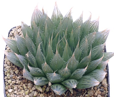 Haworthia harryi
