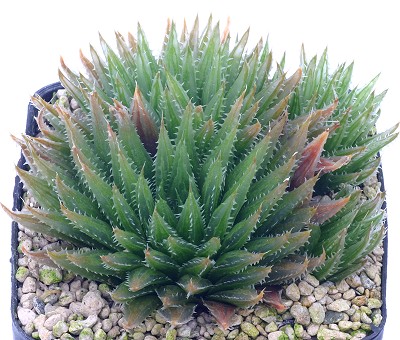 Haworthia helmiae