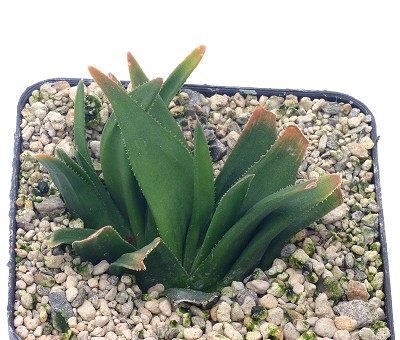 Haworthia kondoi