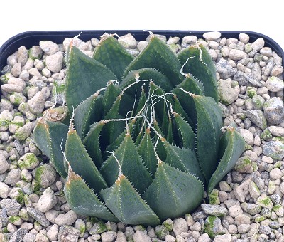 Haworthia nortieri