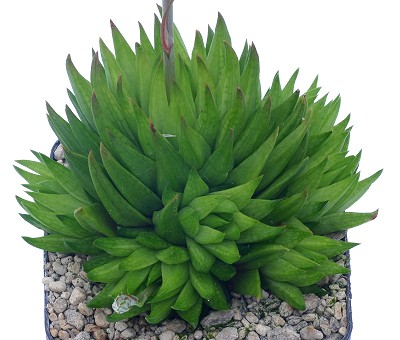 Haworthia globifera