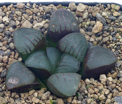 Haworthia springbokvlakensis