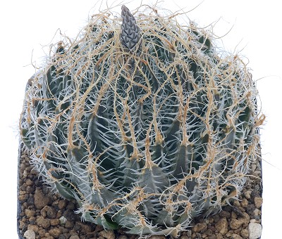 Haworthia pehlemanniae