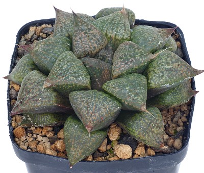 Haworthia picta