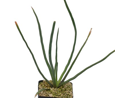 草瓦苇(Haworthia blackburniae)