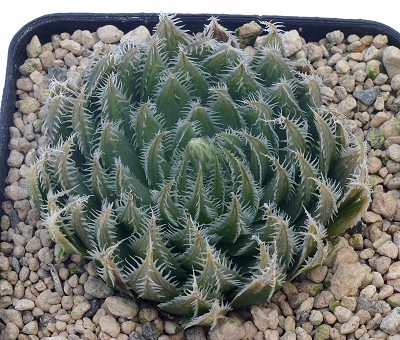 Haworthia rooibergensis