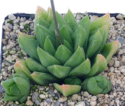 Haworthia integra var. standeri
