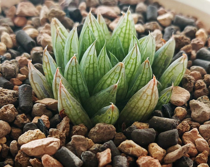 樱水晶(Haworthia cooperi var. picturata)