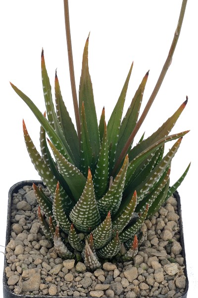 Haworthia fasciata