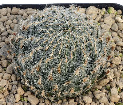 Haworthia odetteae
