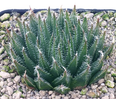 Haworthia lapis