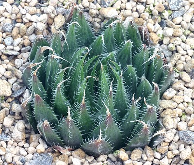 Haworthia azurea