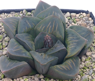莫迪卡(Haworthia mutica)