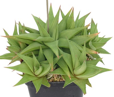 水车/琉璃城(Haworthia limifolia var. ubomboensis)