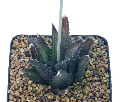 Haworthia woolleyi