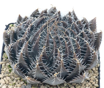 Haworthia cyanea