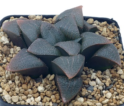 Haworthia indigoa