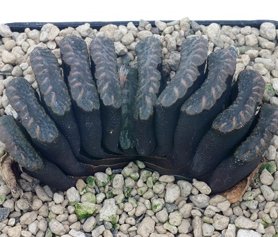 羽扇(Haworthia truncata)