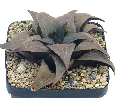 芭提雅(Haworthia mirabilis var.badia)
