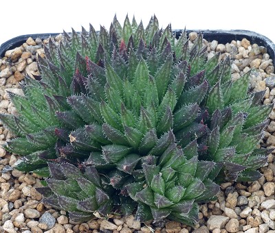 Haworthia flaccida