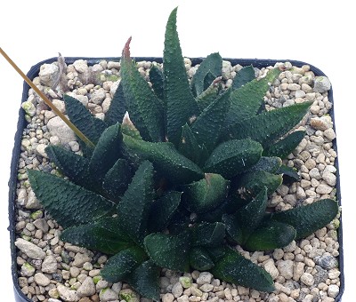 Haworthia scabra