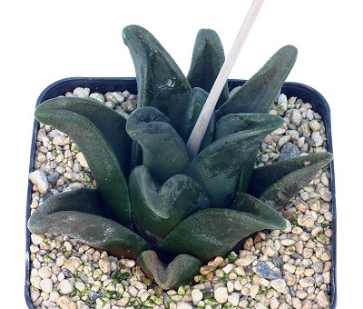 Haworthia sordida var. lavranii