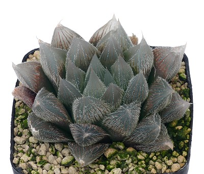 毛玉露(Haworthia cooperi var. venusta)