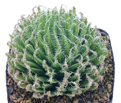 Haworthia xiphiophylla