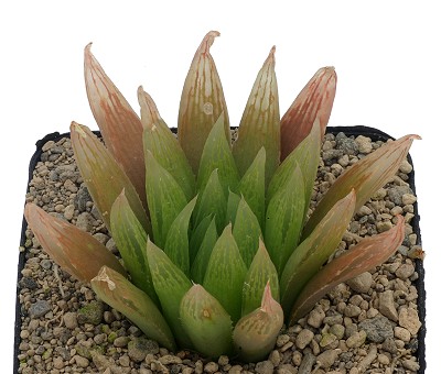 Haworthia pallens