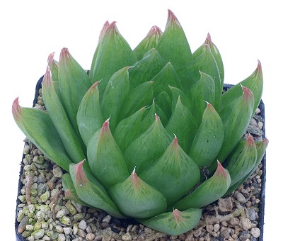 Haworthia incurvula