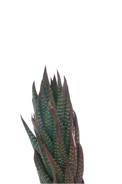 Haworthia coarctata var. tenuis