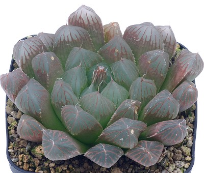 玉露(Haworthia cooperi var. pilifera)