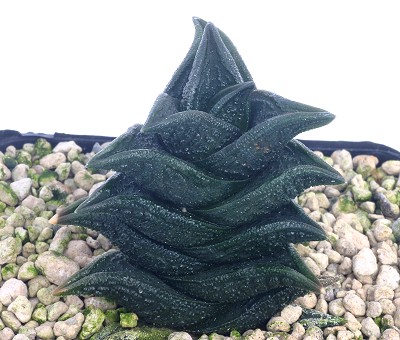 尼古拉(Haworthia nigra)