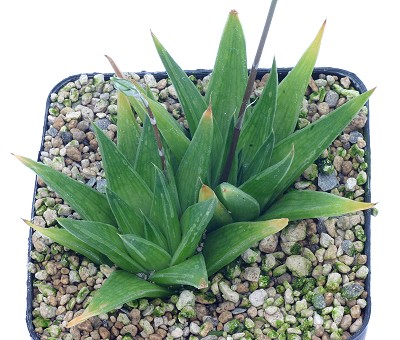 Haworthia zantneriana