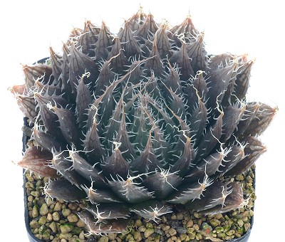 Haworthia aquamarina