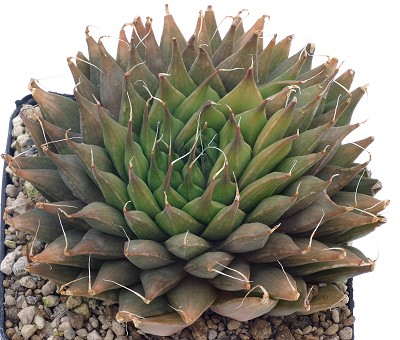 Haworthia aristata