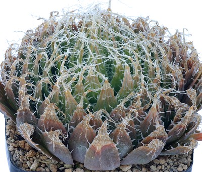 Haworthia calitzdorpensis