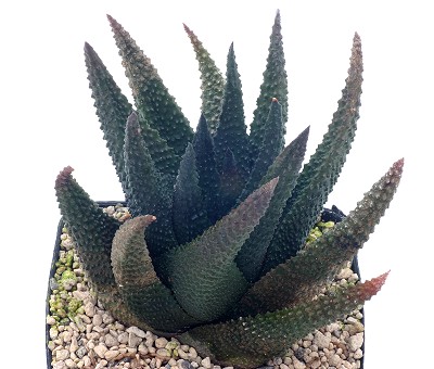 Haworthia tuberculata