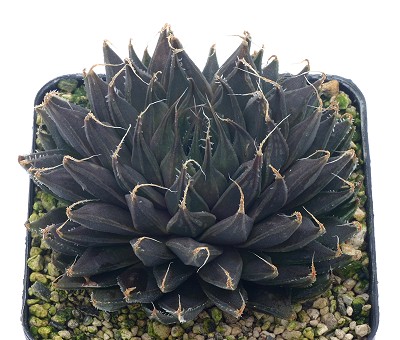Haworthia scottii