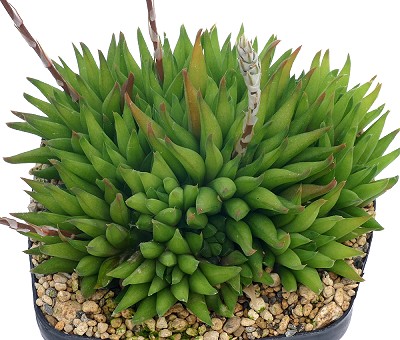 Haworthia asema