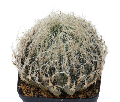 Haworthia arachnoideavar.aranea